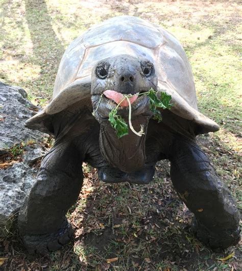 Aldabra Tortoise | Tulsa Zoo