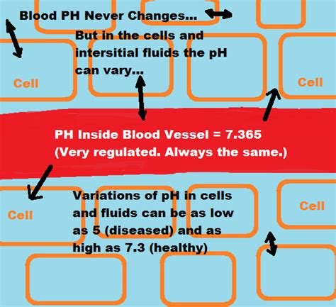 How To Check Blood Ph - Tomorrowfall9