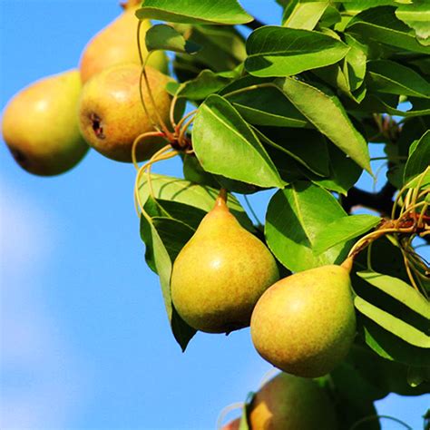 Pineapple Pear Tree For Sale Online | The Tree Center