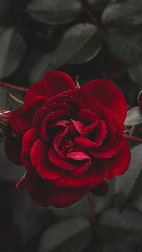 Red rose, flower, dark, lockscreen, HD phone wallpaper | Peakpx