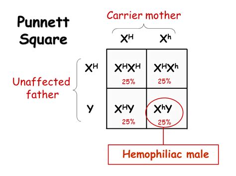 X Linked Dominant Punnett Square