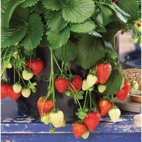 Strawberry Varieties Article Archives – Strawberry Plants