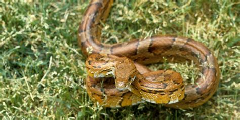 Corn snake | Smithsonian's National Zoo and Conservation Biology Institute