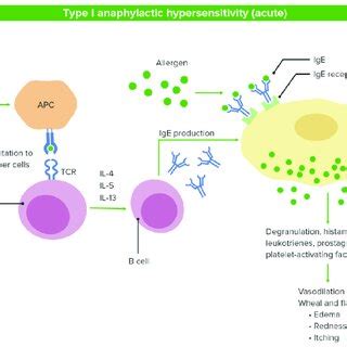 Type I Hypersensitivity reaction. | Download Scientific Diagram