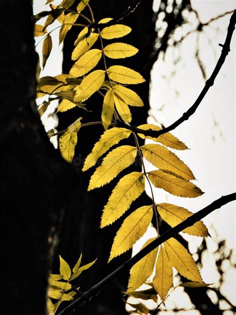 Backlit Black Walnut Tree Leaves in Autumn Stock Image - Image of ...