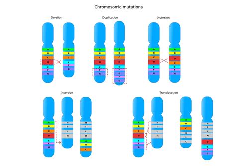 Gene Mutation Practice Worksheets