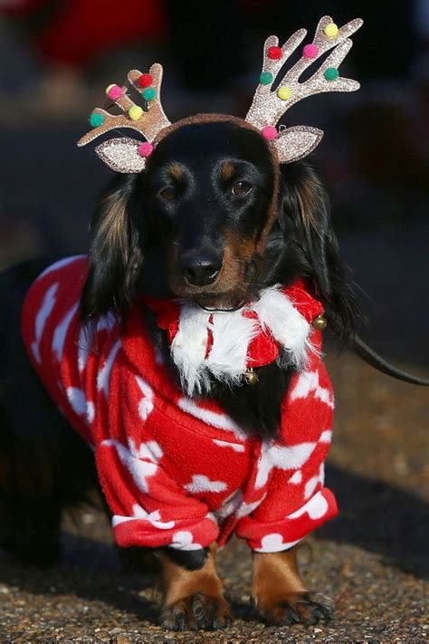 10 Best Wiener Dog Costumes For Halloween [PICTURES] | Dog halloween ...