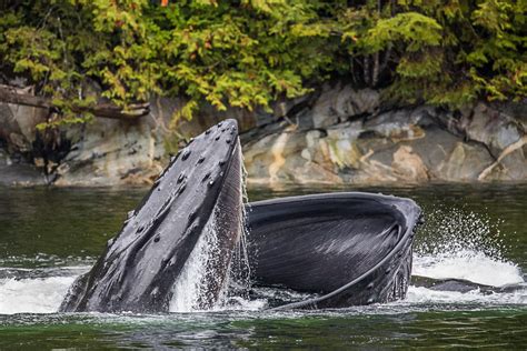 Feeding Whale • Marko Dimitrijevic Photography