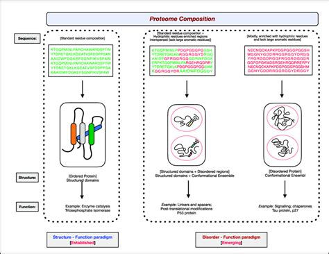 The two paradigms of protein structure and function. According to the ...