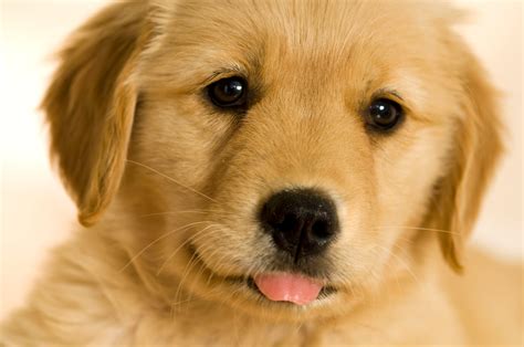 Cute Golden Retriever Puppies Wallpaper - WallpaperSafari