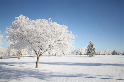 Winter Hoar Frost by Montana Landscape Art