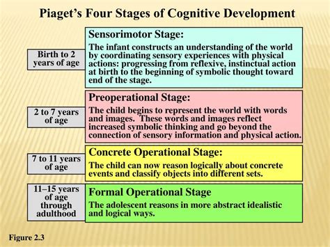 Piaget's Cognitive Development Stages