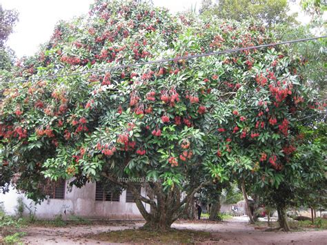 Gambar Pohon Rambutan Berbuah – analisis