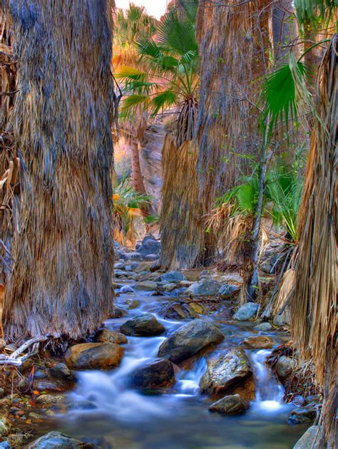 DESERT OASIS - William Carr Gallery