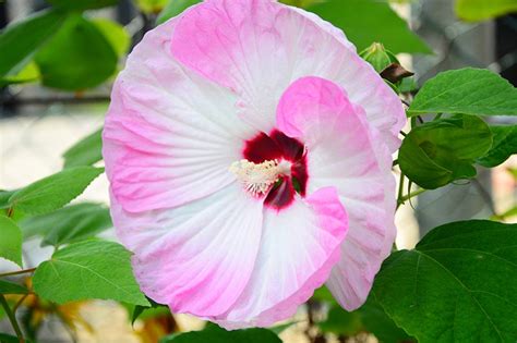 37 of the Best Hibiscus Varieties | Gardener's Path