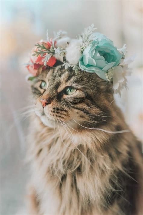 19 Maine Coon Cat Photos That Will Wow You