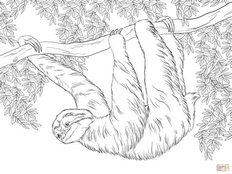 Three Toed Sloth Hanging on Tree coloring page | Free Printable ...