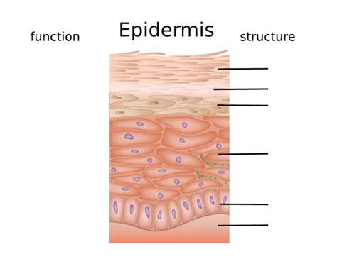 Structure/Function of Epidermis Quiz