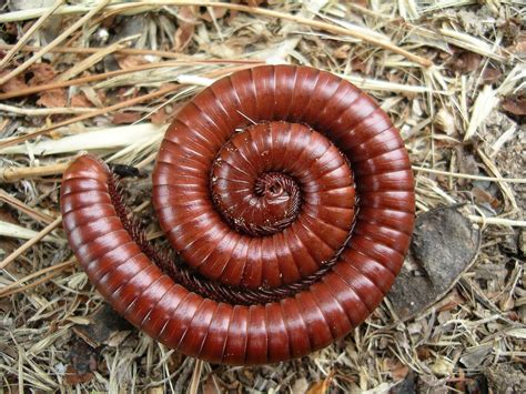 Millipede | Animal Wildlife