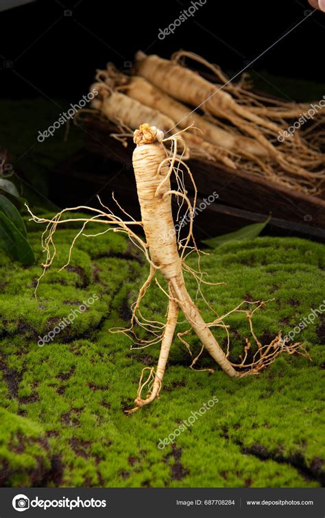 Fresh Ginseng Root Amazing Health Benefits Ginseng You Need Know Stock ...