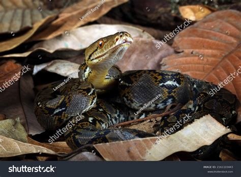 1,145 Python のreticulatus Images, Stock Photos & Vectors | Shutterstock