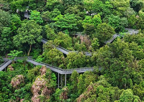 Experience Nature's Beauty: Unveiling Singapore's Enchanting Hiking Trails