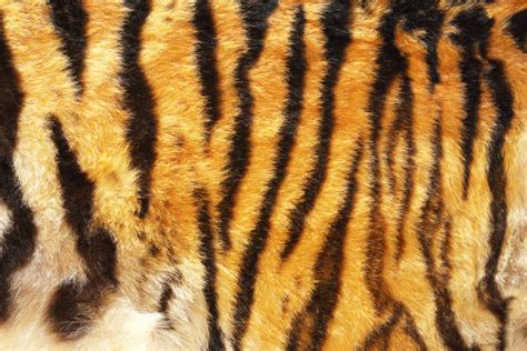 Royalty Free Tiger Fur Pictures, Images and Stock Photos - iStock