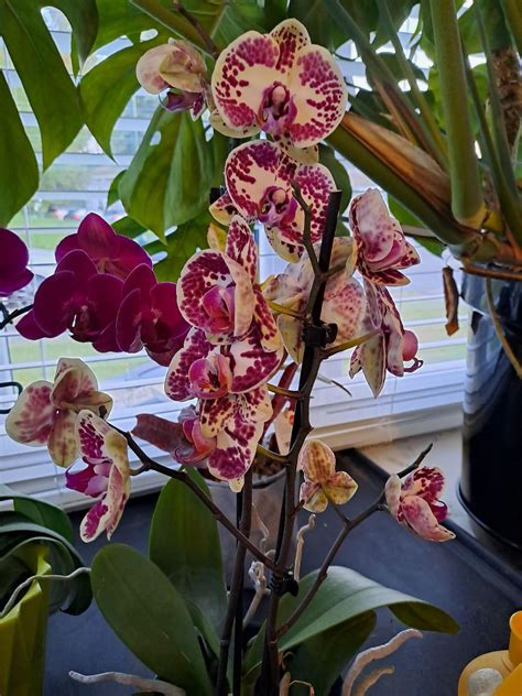 I just want to show my simple collection : r/orchids