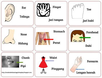 Kosakata Tentang Anggota Tubuh Dalam Bahasa Inggris Dan Artinya