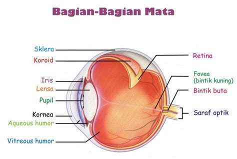 Struktur dan Bagian Mata Manusia - EDUBIO