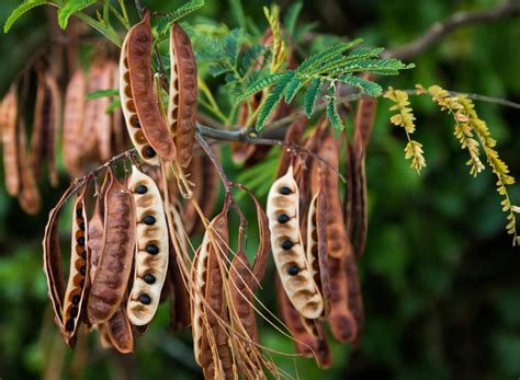 7 Acacia Tree Varieties Perfect For All Landscapes