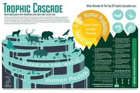 Trophic Cascade Diagram Cascade Trophic Ecosystem