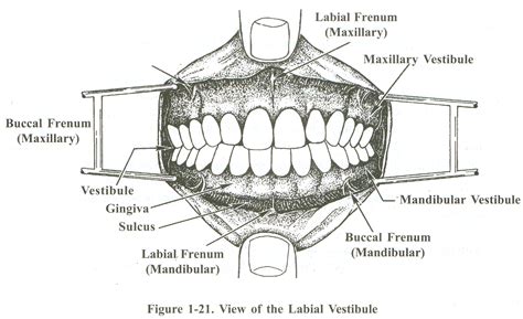 Alveolar Ridge Diagram