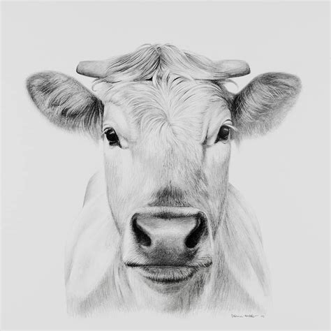 Portrait Drawing Of A Cow Portrait Drawing Drawings Realistic Drawings ...