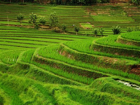 Bali Rice Fields : Islet In The Terraced Rice Fields Of Bali Indonesia ...