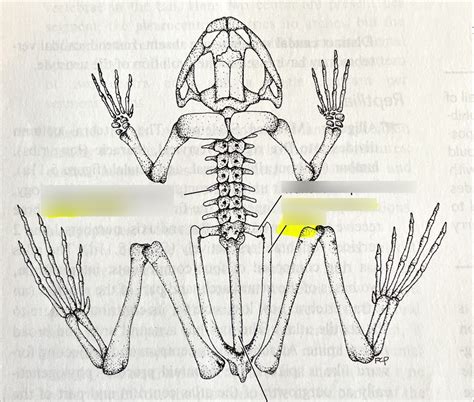 Frog Skeleton Diagram | Quizlet