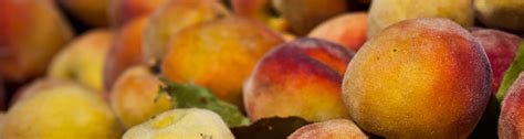 Detection of a peach fruit fly, Bactrocera zonata, in Florida - UF/IFAS ...