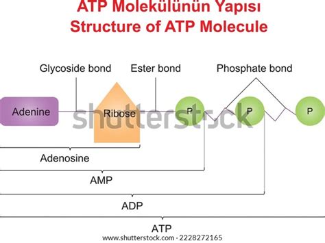 Structure Atp Molecule Education Illustrator Stock Vector (Royalty Free ...