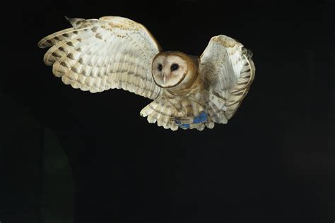 How do owls hunt at night? - Discover Wildlife