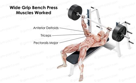 Bench Press Muscles Worked