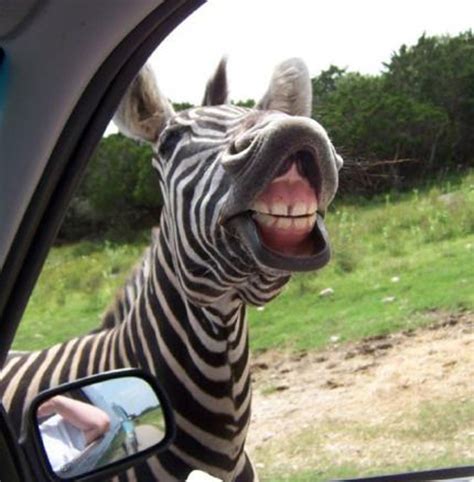 Funny Faces Of Animals