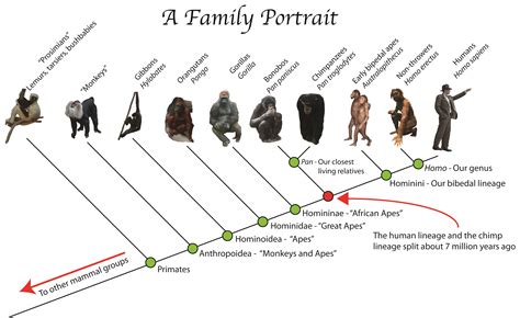 Episode 5 Field Guide: Throwing in Human Evolution - Past Time Paleo