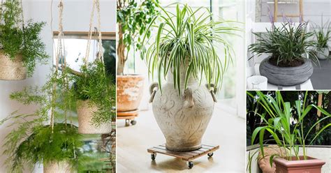 11 Best Indoor Grass Plants You Can Grow As Houseplants | Balcony ...