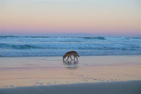 Fraser Island Wildlife Wonders: What Animals can you see on K’gari ...