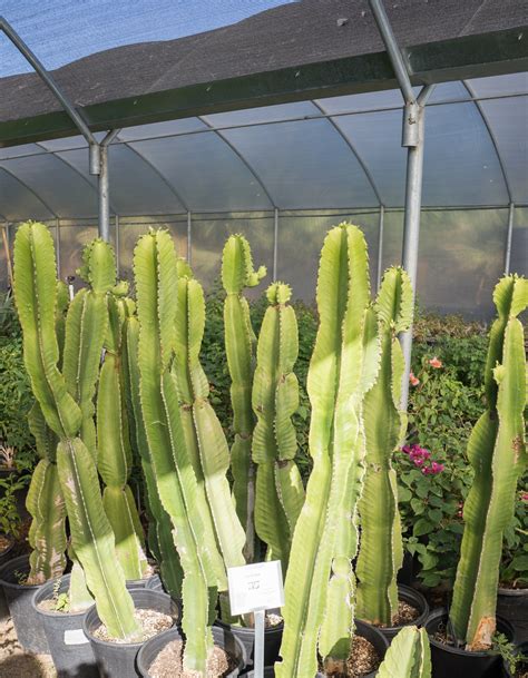 Candelabra Cactus - Euphorbia Ingens — GDNC Nursery