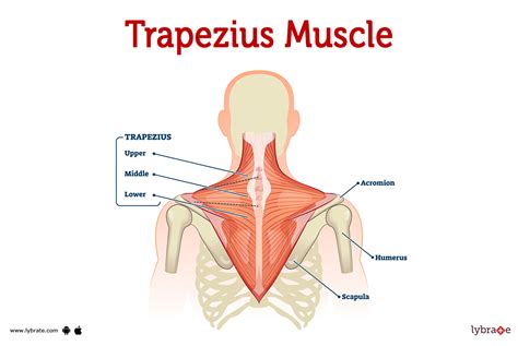 Trapezius Muscle Pain