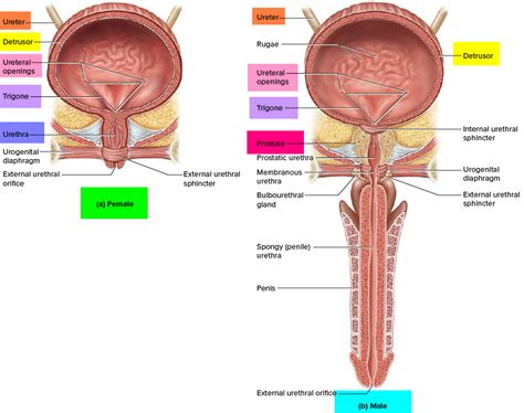 Cystoscopy - Procedure In Male & Female With Rigid or Flexible