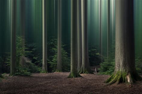 15 Simple Ideas for Forest and Woodland Photography | Photocrowd ...