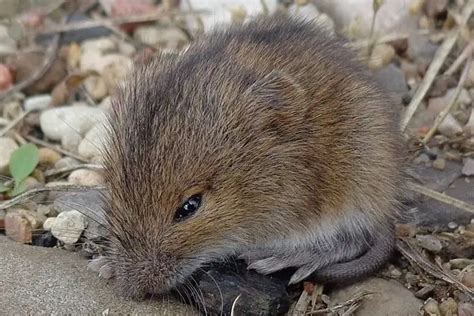 Top 15 Smallest Rodents Worldwide (Can Keep As Pets) 2023