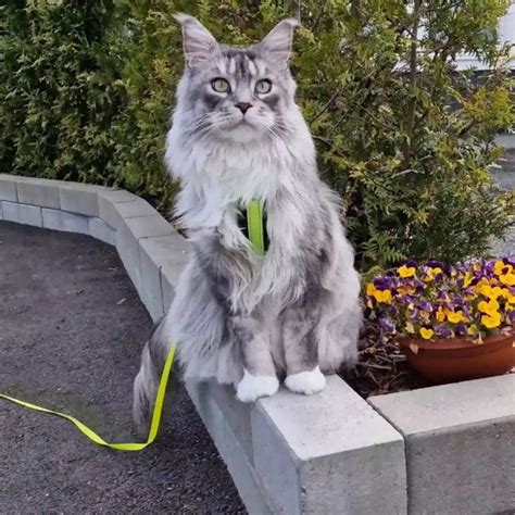 The Origin of the Maine Coon Cat - MaineCoon.org